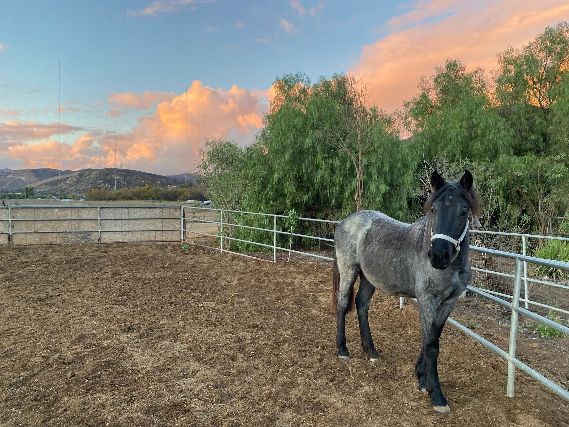 Horse