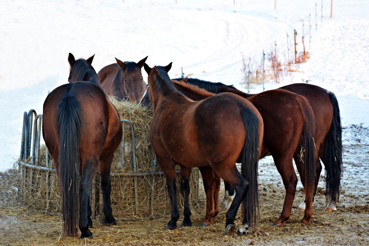 Feeding horses in winter