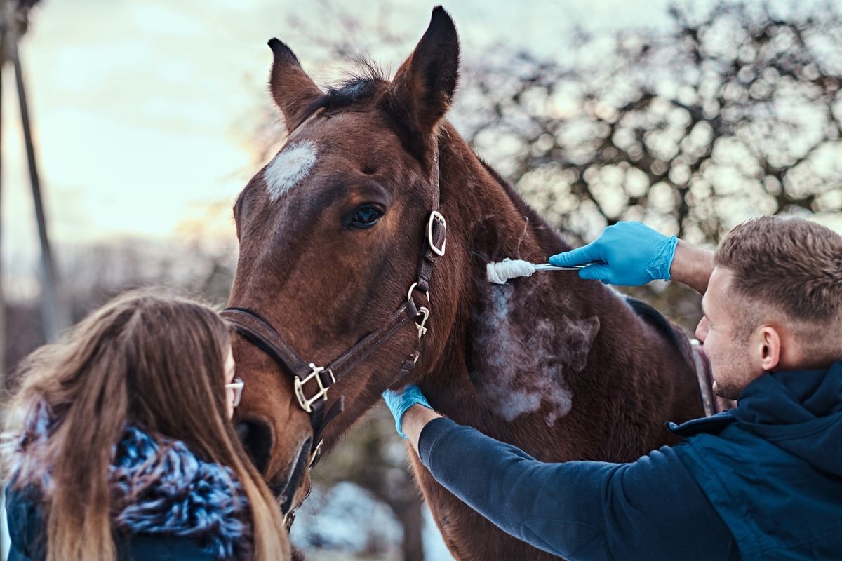 Veterinary man with his assistant treating a brown purebred horse, papillomas removal procedure using cryodestruction, in an outdoor ranch