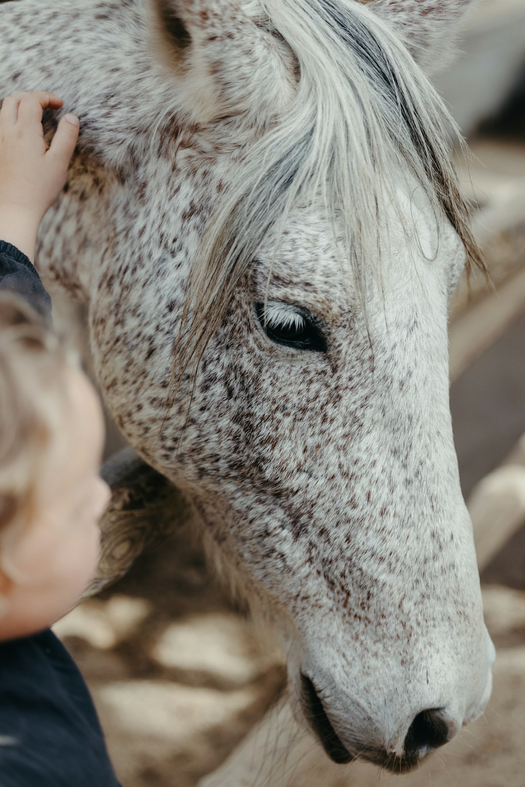 a small child petting a spotted horse